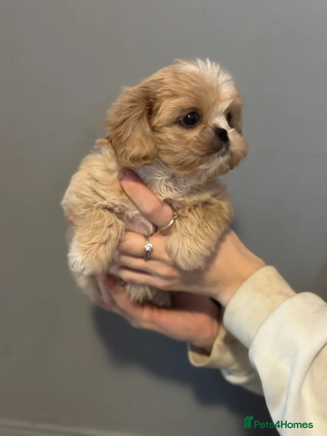 Cava Tzu dogs for sale: Cavashi cavatzu boys READY NOW  - Advert 10