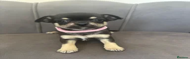 Pink collar