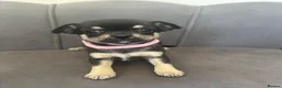Chihuahua dogs for sale: KC Reg Chihuahua Pups - Advert 13