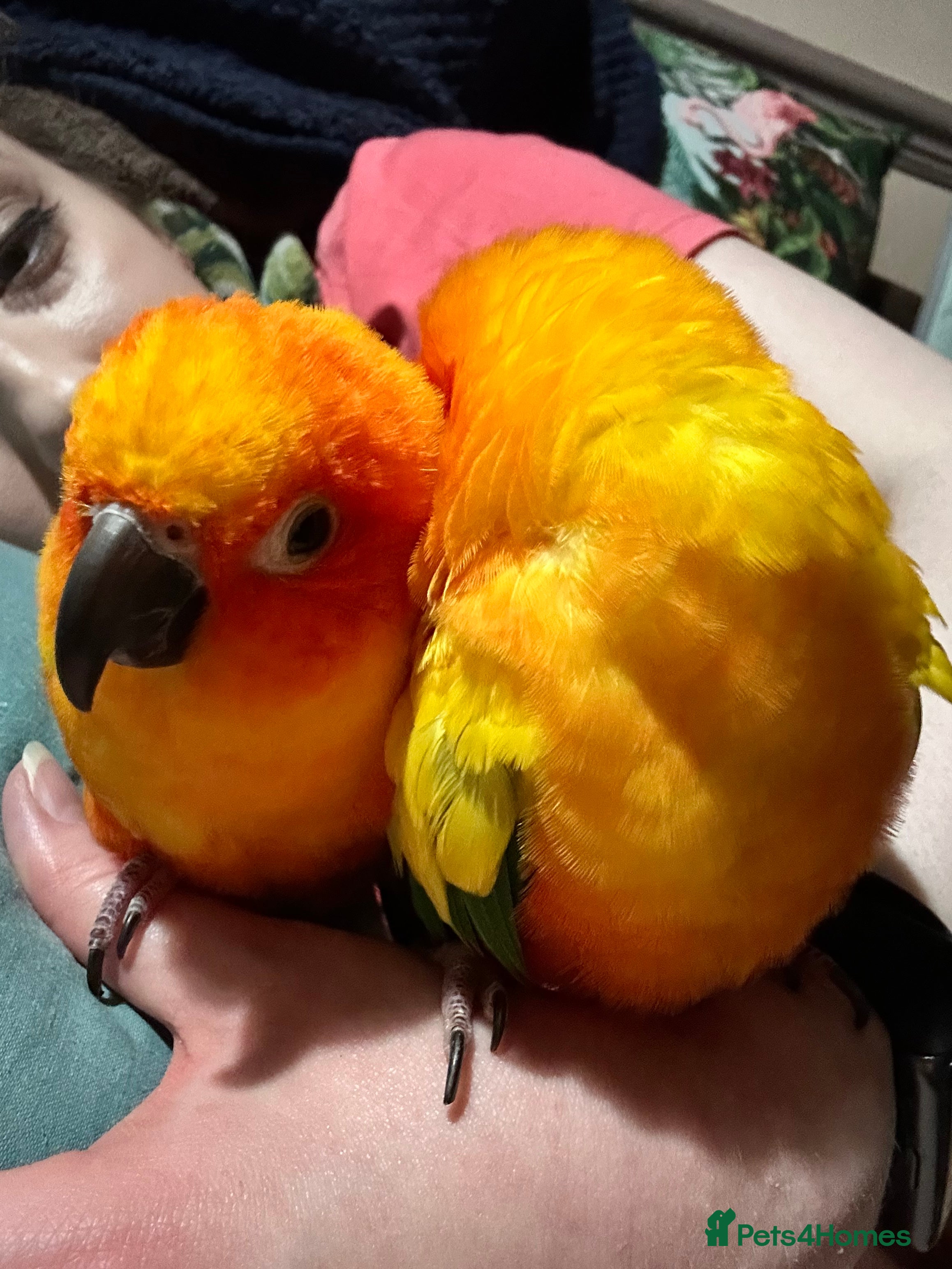 Conures birds 2 Trick trained Sun Conures  - Advert 6