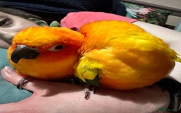 Conures birds for sale: Sun Conure pair  - Image 8