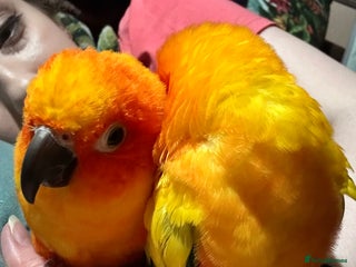 Conures birds 2 Trick trained Sun Conures - Advert 4