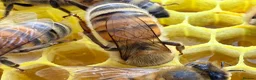 Mixed Breed invertebrates for sale: 6 Frame Overwintered National Nucleus of Bees 2027 - Advert 7