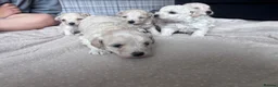 Maltipoo dogs for sale: Now ready for new homes.  - Advert 31