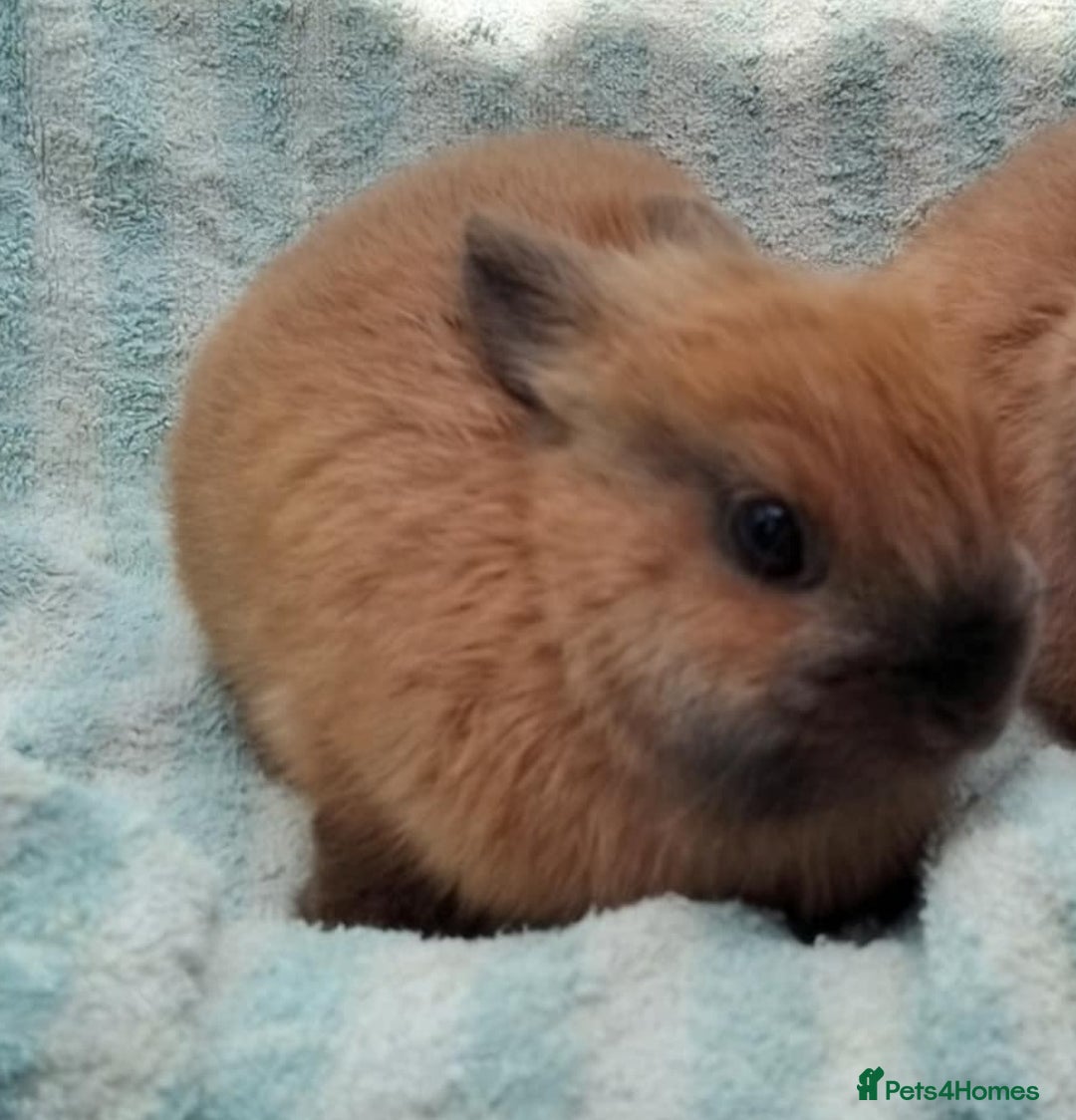 Netherland Dwarf rabbits for sale: Pretty Netherland Dwarf Baby Rabbits - Image 8