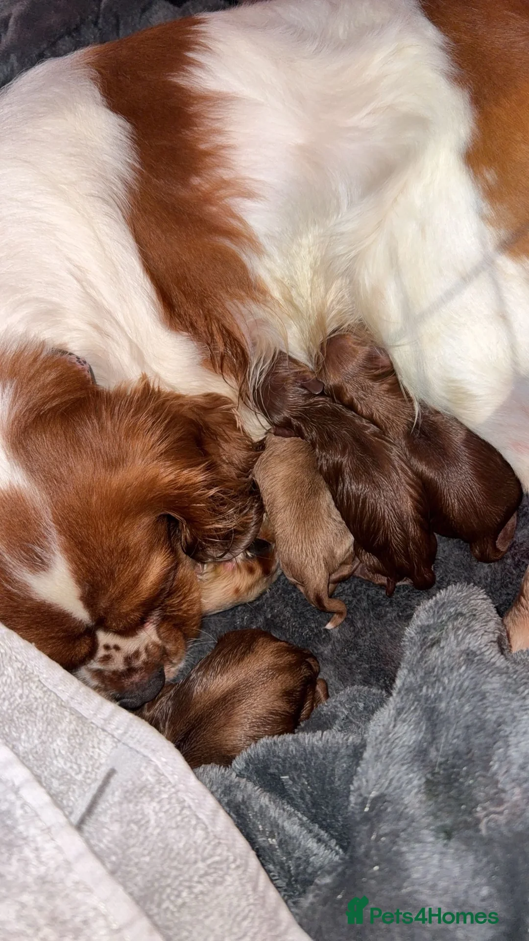 Cavapoo dogs for sale: Beautiful f1 cavapoo puppies  - Advert 16