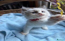 Ragdoll cats for sale: One gorgeous boy,  Luxury pedigree. - Image 11