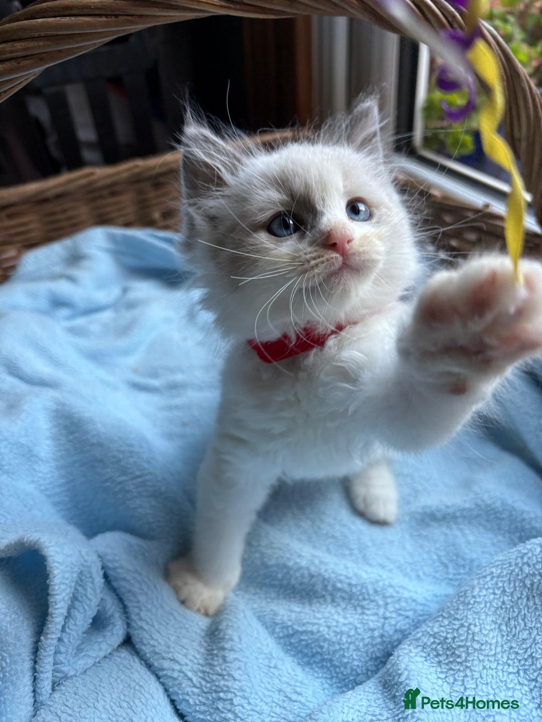 Ragdoll cats for sale: One gorgeous boy,  Luxury pedigree. - Image 11