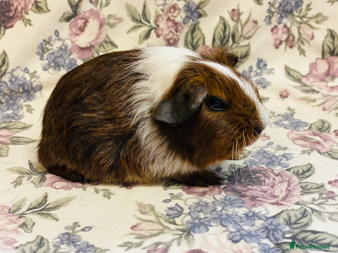 Guinea Pig rodents for sale: Pretty mix of male guineapig babies and youngsters - Advert 18