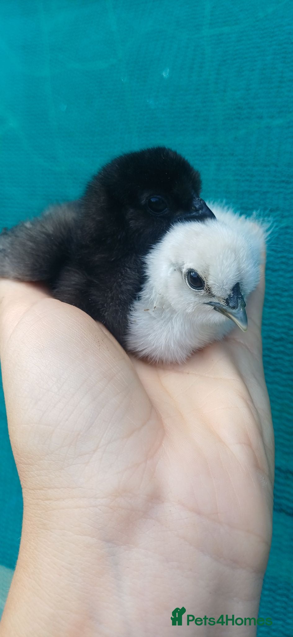 Chickens poultry Silkie chicks, hatching eggs available - Advert 4