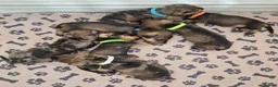Miniature Dachshund dogs for sale: Miniature wire dachshund puppies - Advert 4