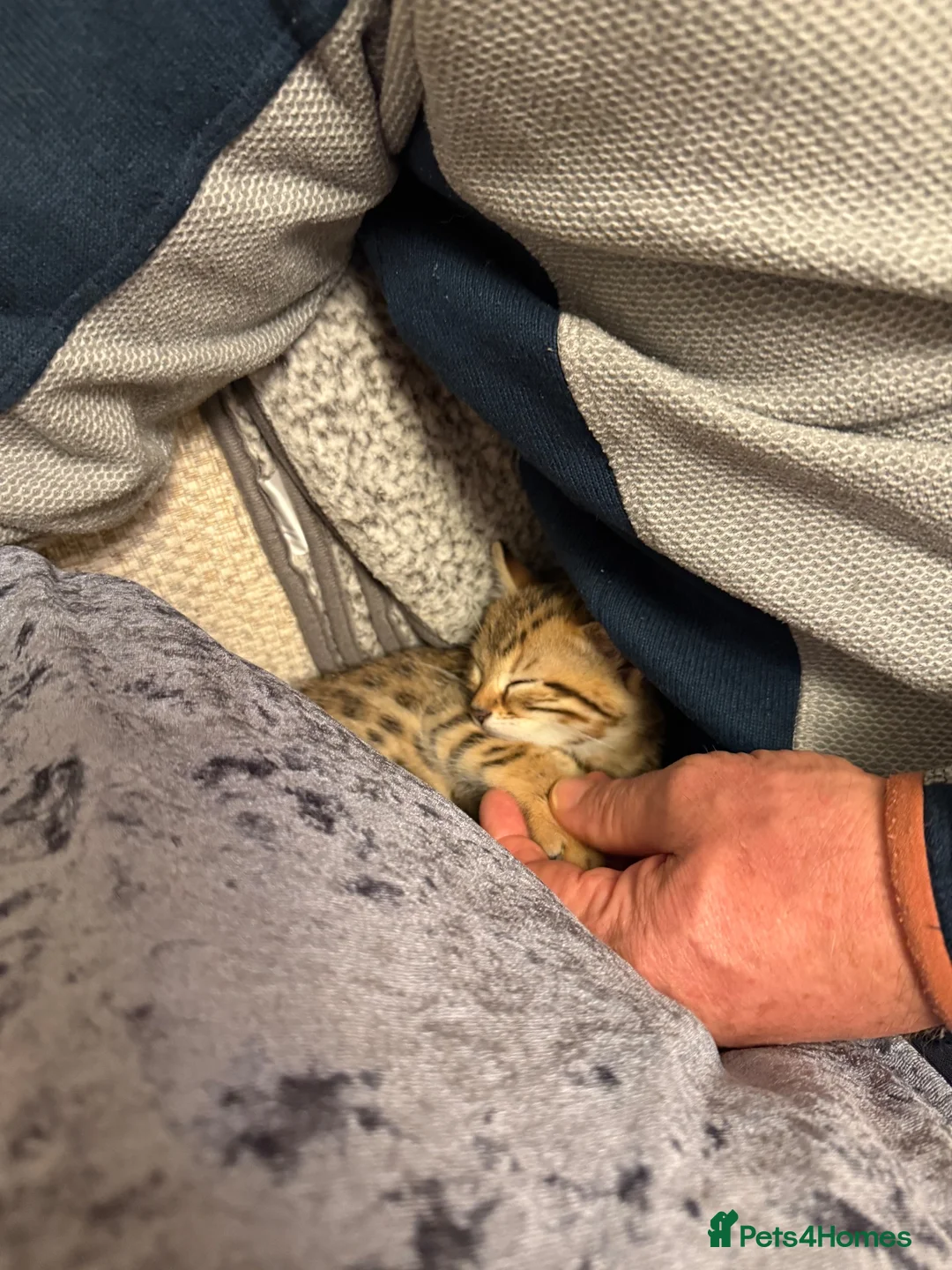 Mixed Breed cats for sale: Bengal Cross Female Kitten - Advert 2
