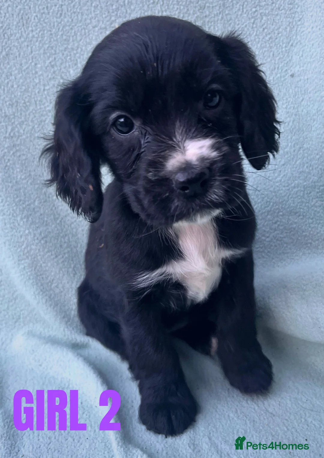 Cockapoo dogs for sale: ONE BOY LEFT.  F1 COCKAPOO - Advert 21