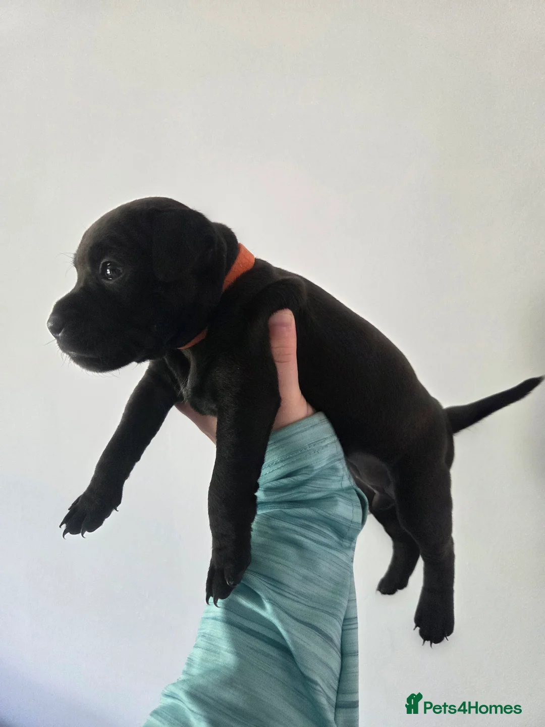 Patterdale Terrier dogs for sale: 2 x Female Patterdale Terrier Pups - Advert 9