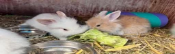 Lionhead rabbits for sale: 8-Week-Old Lionhead Rabbits – 2 Boys & 2 Girls in Mansfield - Advert 6