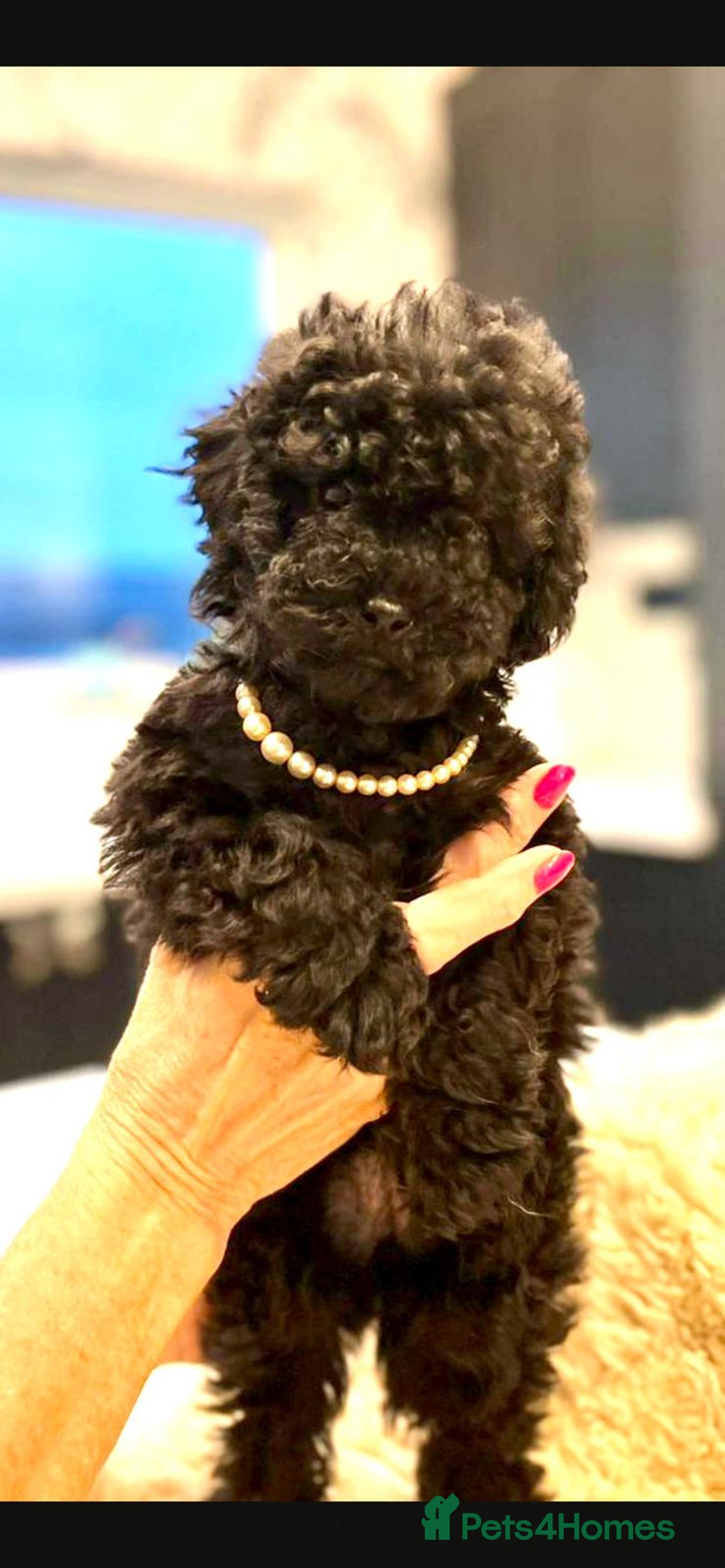 Toy Poodle dogs for sale: Quality pups from health tested parent's  - Image 5