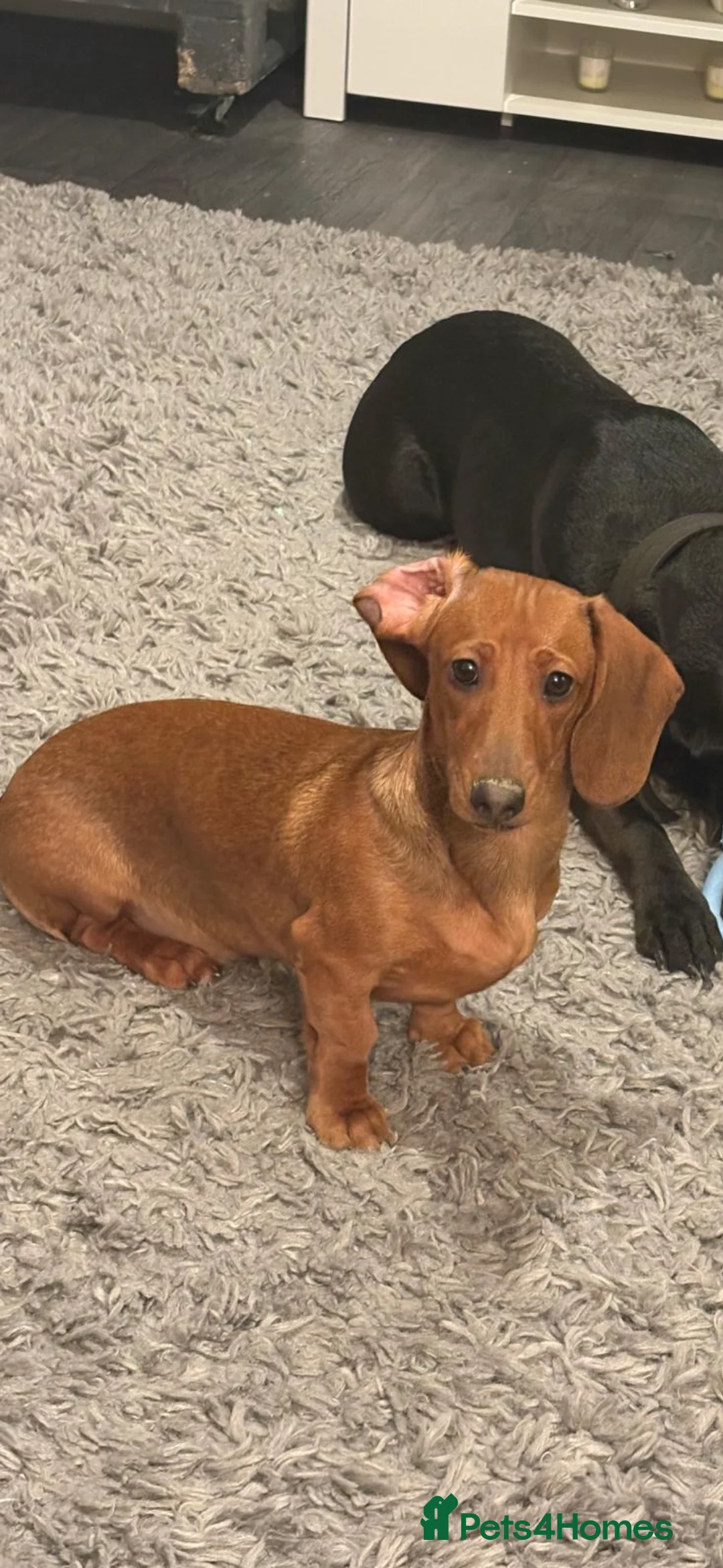 Dachshund dogs for sale: Short haired miniature dachshund puppy - Advert 7