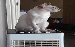 Siamese cats for sale: Siamese boy - Image 2
