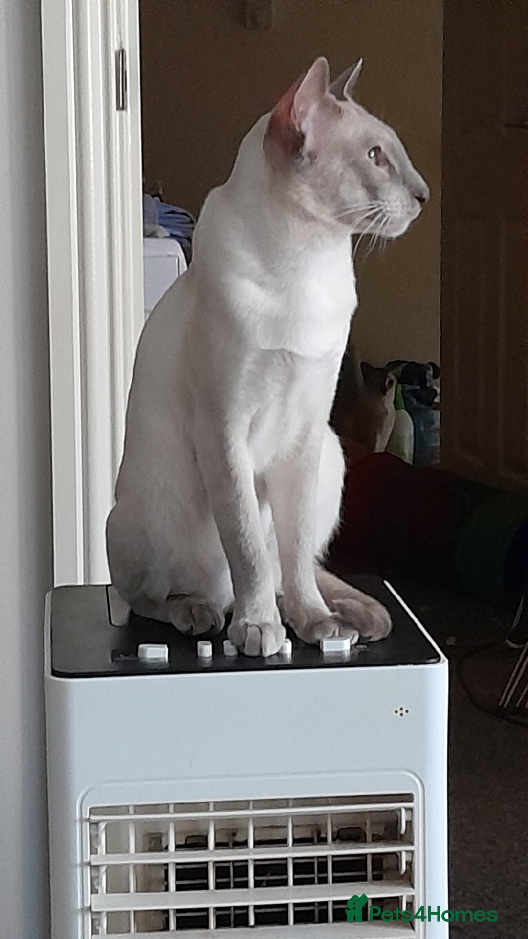 Siamese cats for sale: Siamese boy - Image 2