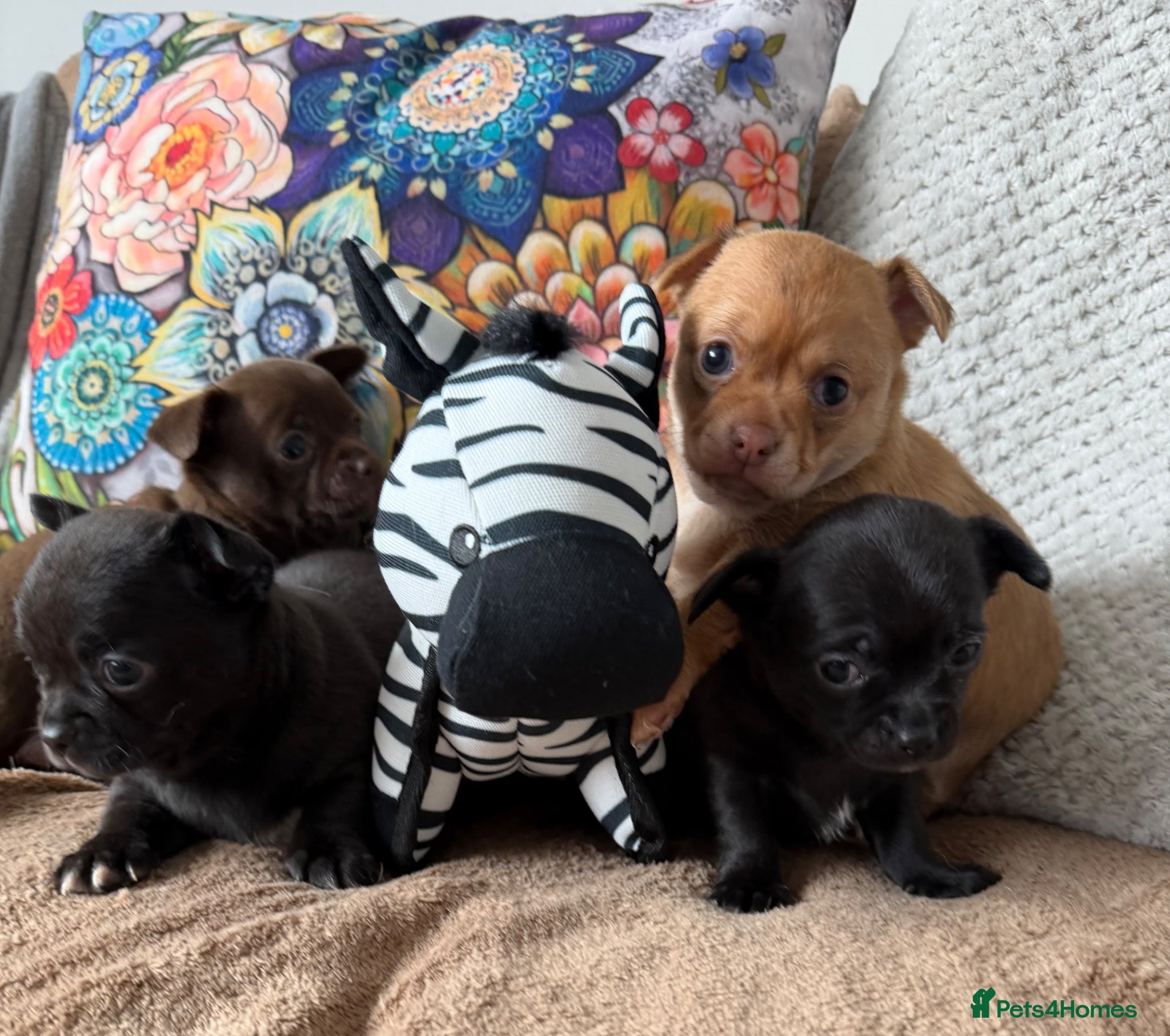 Chihuahua dogs Stunning Chihuahua Puppies - Advert 3