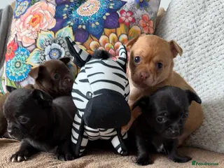 Chihuahua dogs Stunning Chihuahua Puppies - Advert 4