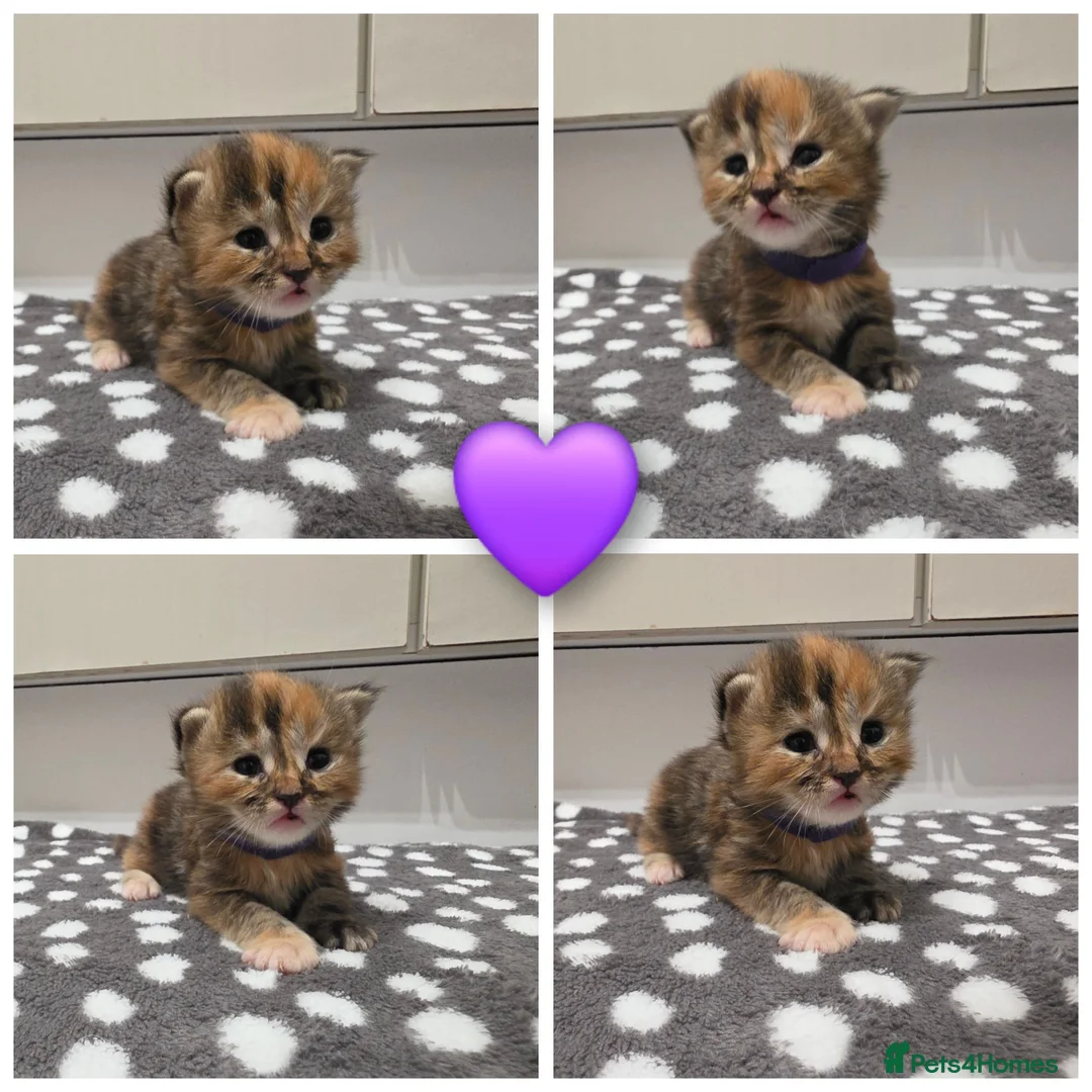 Mixed Breed cats for sale: Maine coon X kittens  - Advert 2