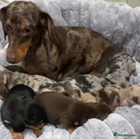 Miniature Dachshund dogs Incredible Quality KC pups Cream & Champion lines - Advert 8