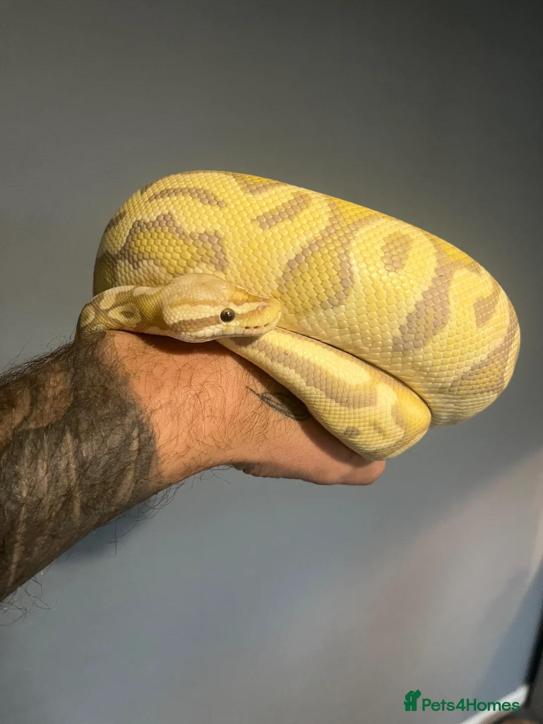 Python Snake reptiles for sale: ROYAL PYTHON FOR SALE!  in Leicester - Advert 2