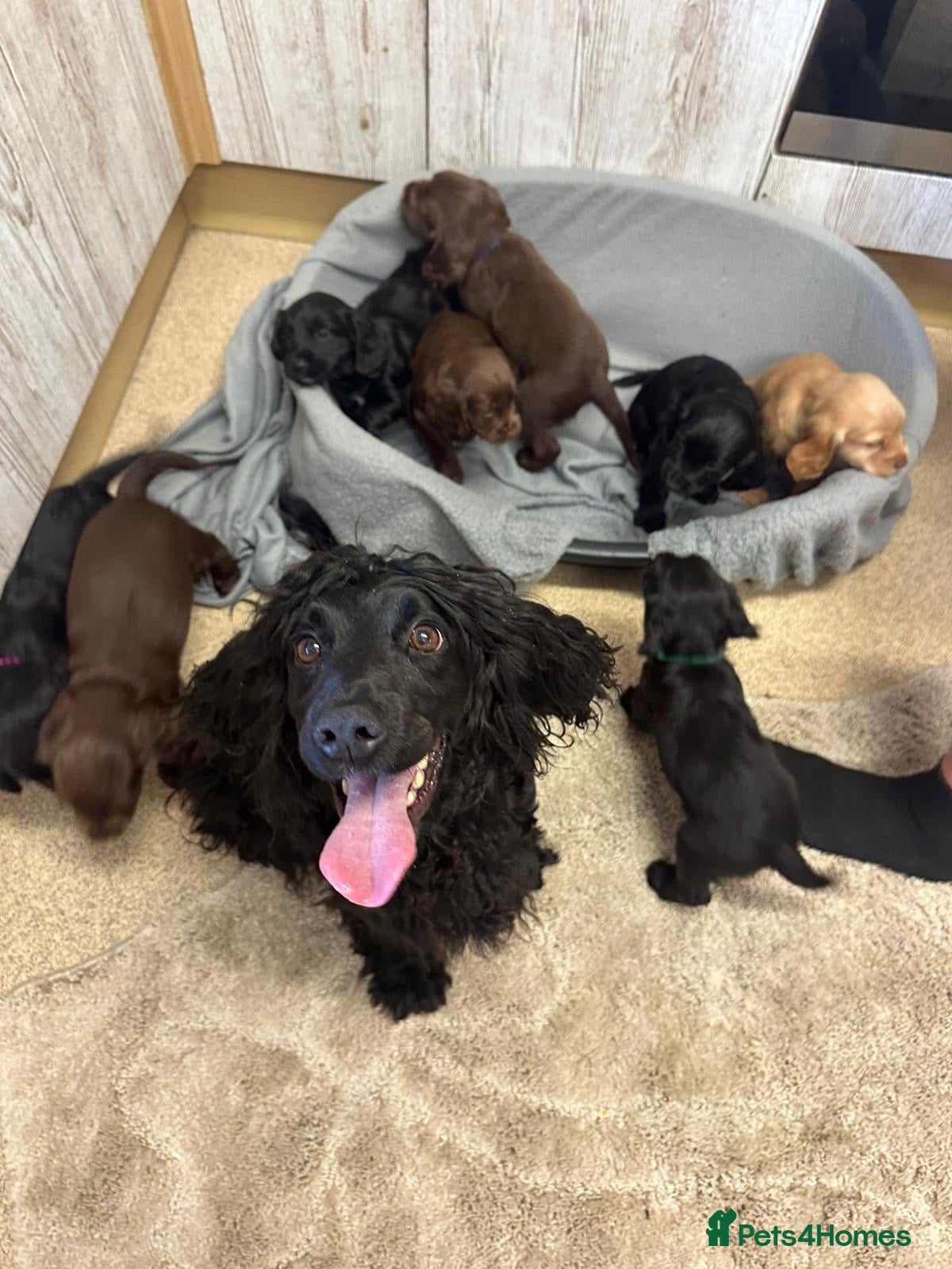 Cocker Spaniel dogs Fully Kc registered cocker spaniel puppies  - Advert 2