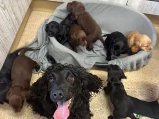 Cocker Spaniel dogs Fully Kc registered cocker spaniel puppies - Advert 2