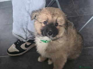 Pomsky dogs - Advert 19