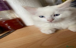 Ragdoll cats for sale: Ragdoll Kittens  - Image 7