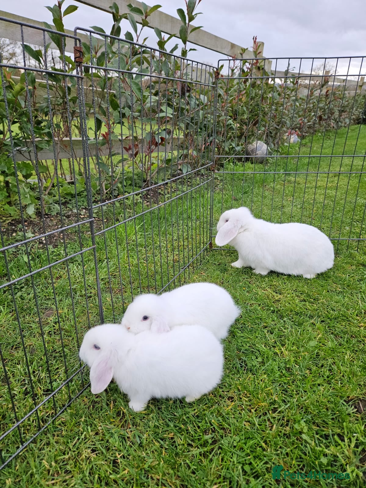 Mini Lop rabbits ❤️Purebread mini lops for sale❤️ - Advert 12