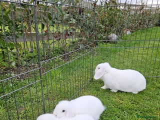 Mini Lop rabbits ❤️Purebread mini lops for sale❤️ - Advert 2