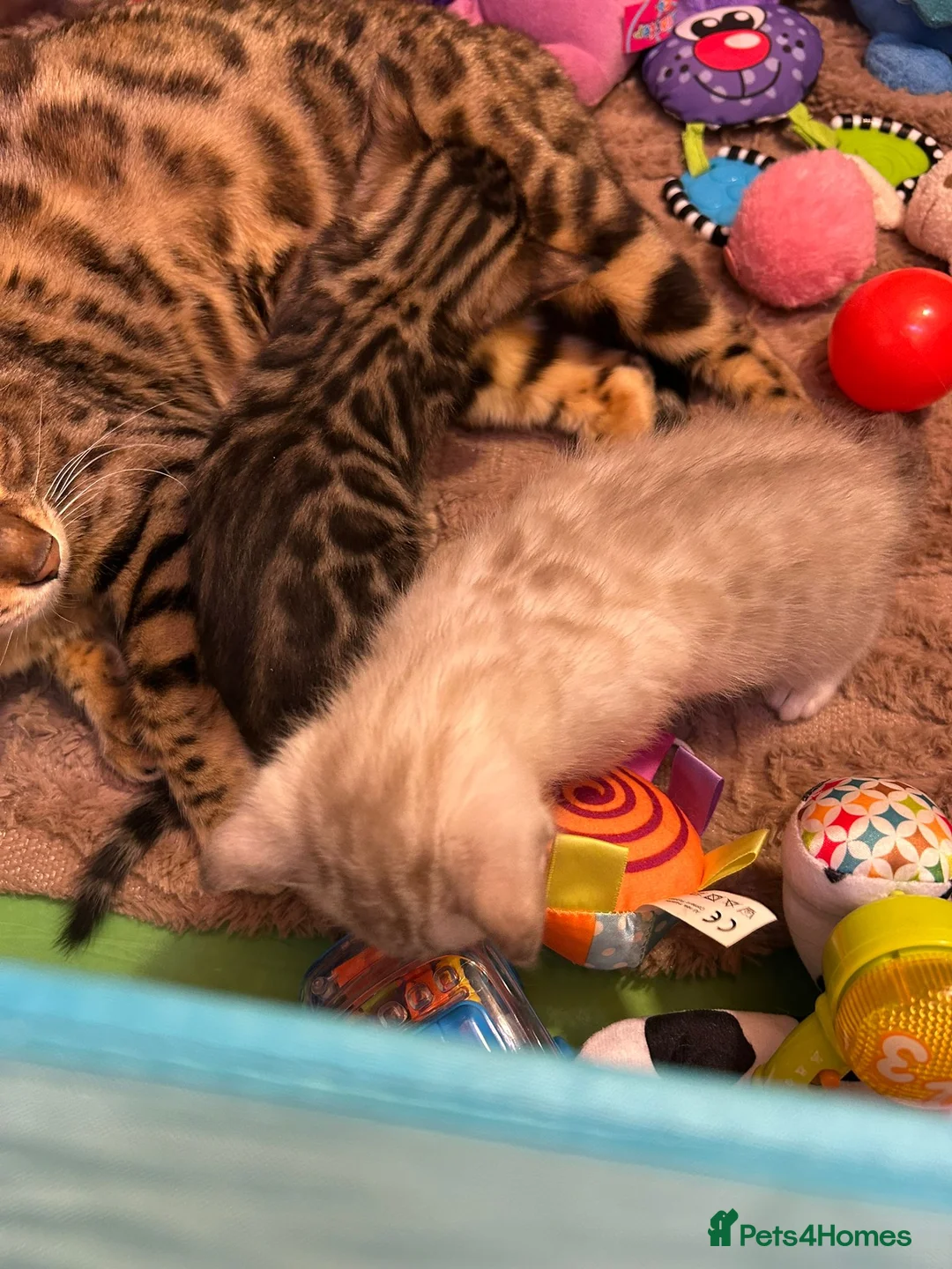 Bengal cats for stud: PROVEN ♡ Handsome BENGAL STUD > Carries SNOW + SLV in Birmingham - Advert 13