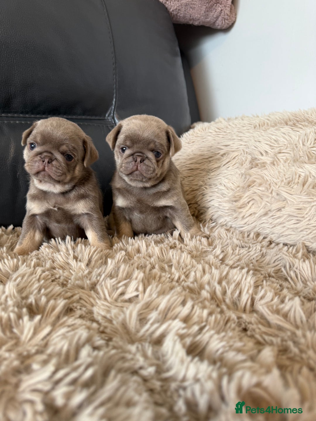 Pug dogs for sale: Stunning litter lilac tans and lilac tan pandas - Image 22
