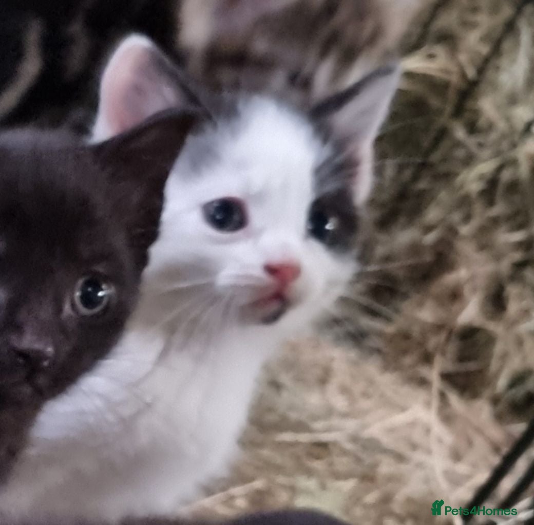 Mixed Breed cats Beautiful female kitten for sale - Advert 1