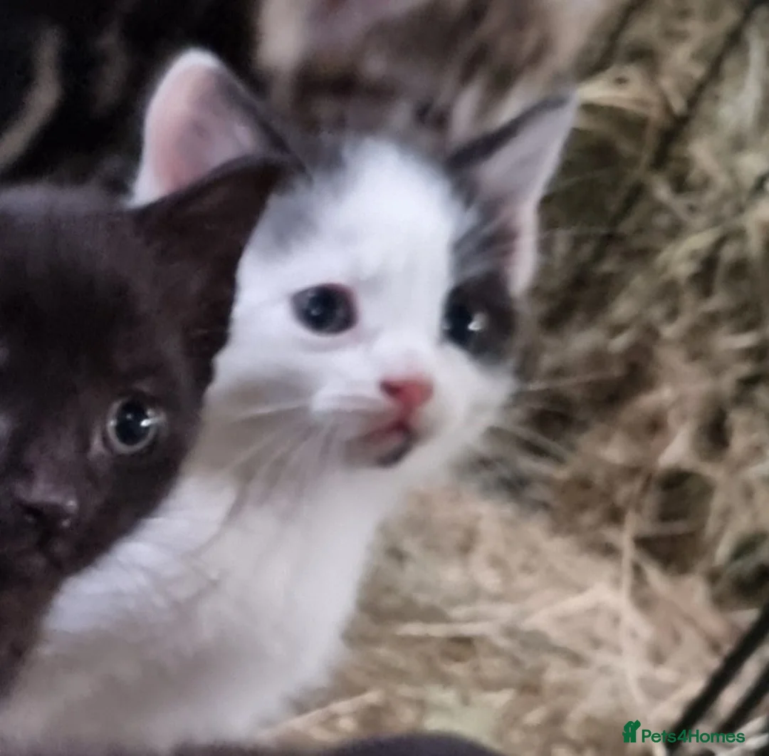 Mixed Breed cats for sale: Beautiful female kitten for sale - Advert 1