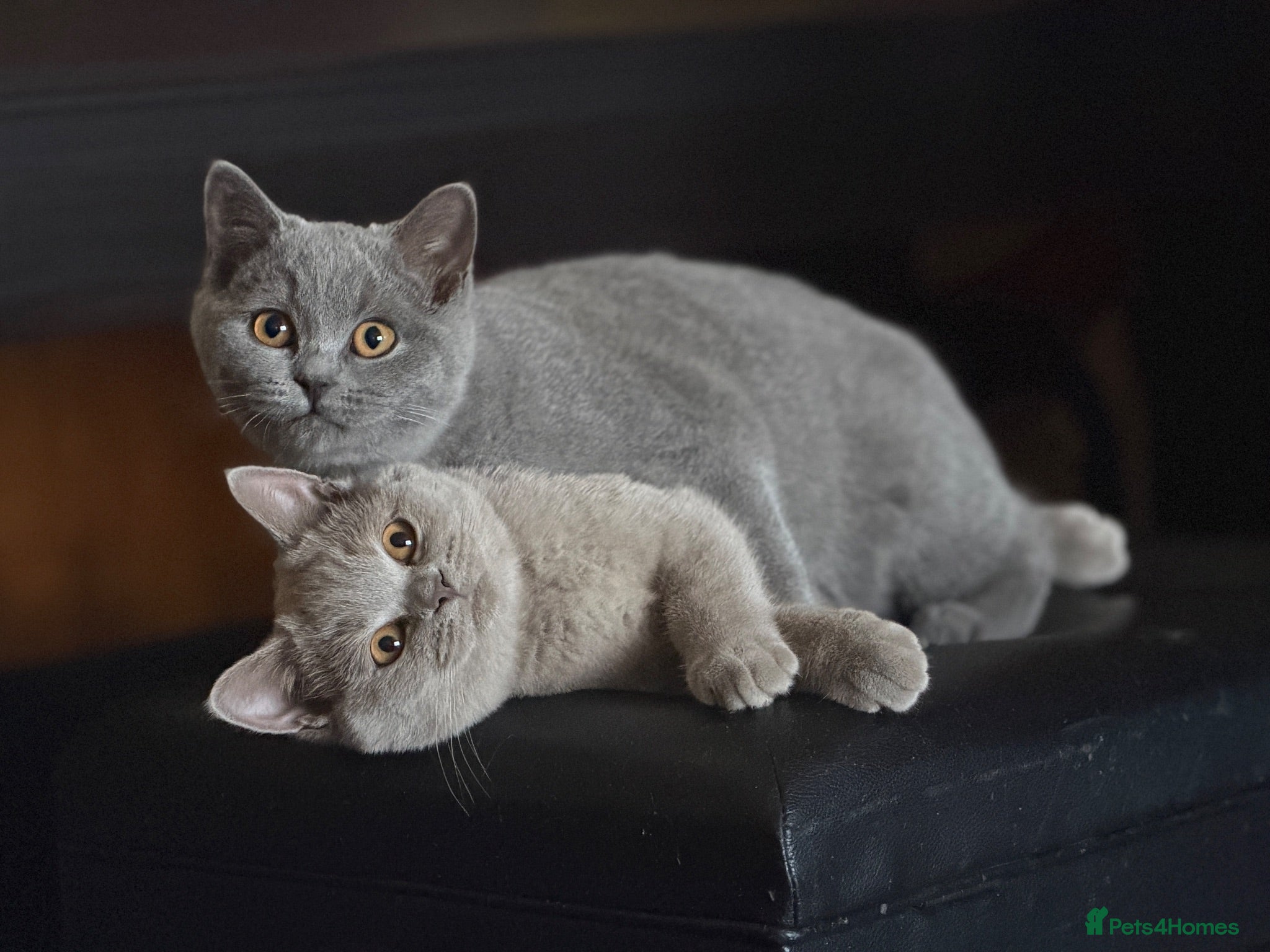 British Shorthair cats GCCF British shorthair kittens!Ready to collect! - Advert 1