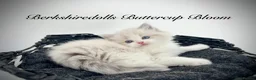 Ragdoll cats for sale: Gorgeous kittens with true ragdoll character - Advert 15
