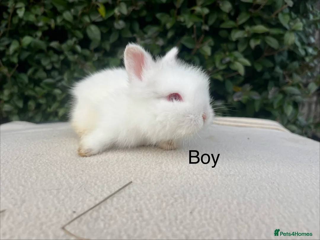 Mini Lop rabbits for sale: Mini Lops and mini double manned lionhead  - Advert 2