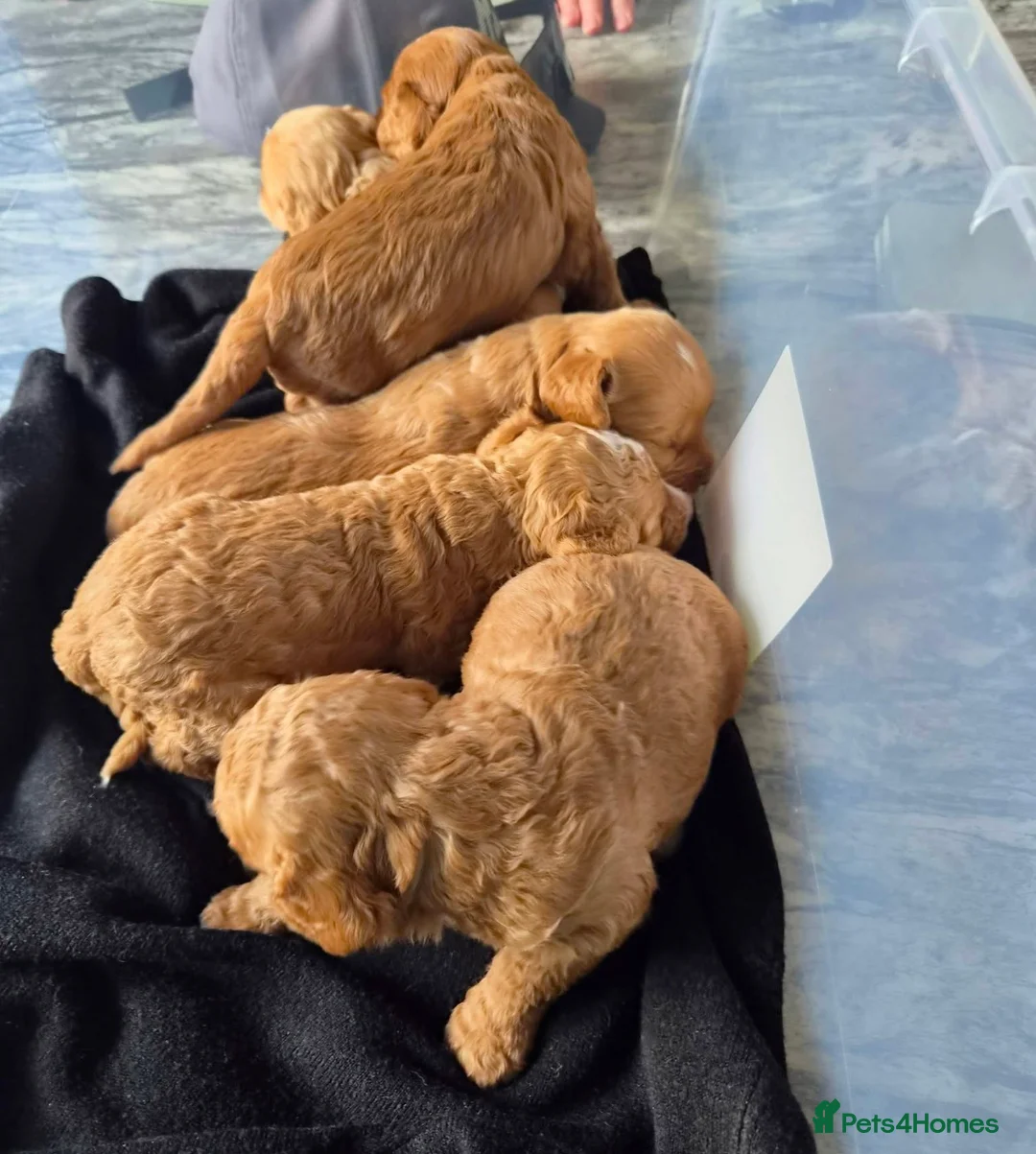 Cockapoo dogs for sale: 5 F1b beautiful cockapoo’s in Wigan - Advert 2