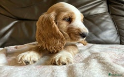 Cocker Spaniel dogs for sale: Show type Cocker Spaniel Puppies - Image 7
