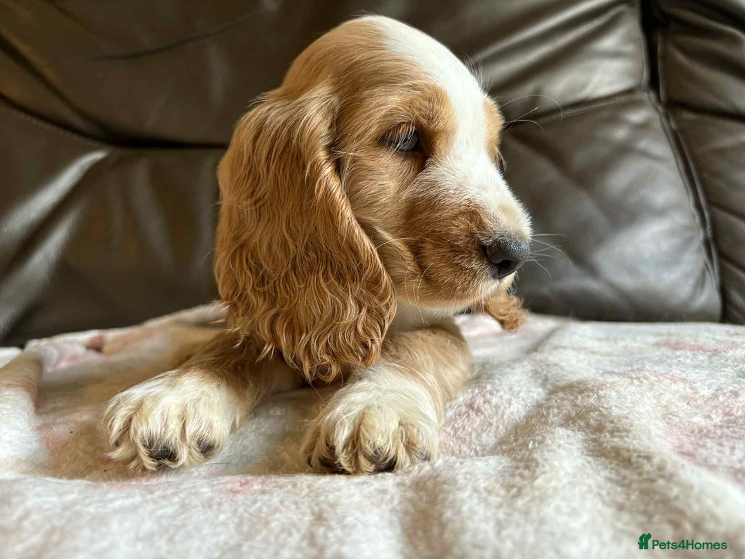Cocker Spaniel dogs for sale: Show type Cocker Spaniel Puppies - Image 7