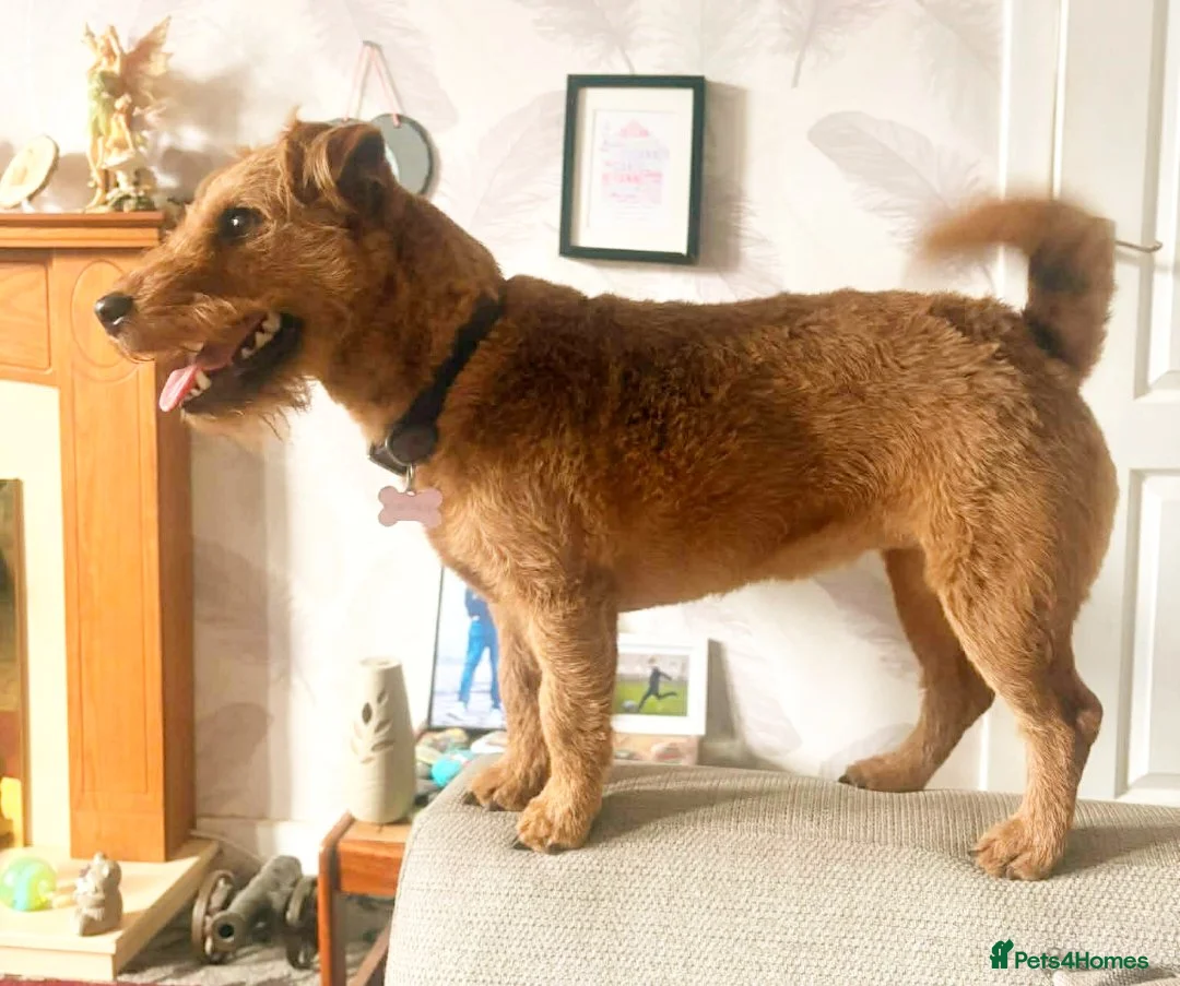 Mixed Breed dogs for sale: Jack Russell X Lakeland Terrier Puppies  in Falkirk - Advert 1