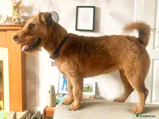 Mixed Breed dogs Jack Russell X Lakeland Terrier Puppies - Advert 18