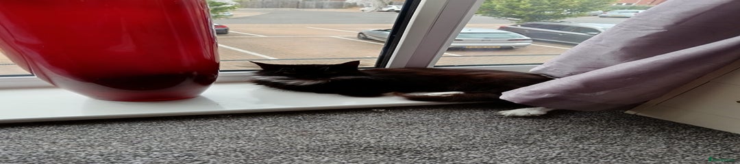Domestic longhair 3 