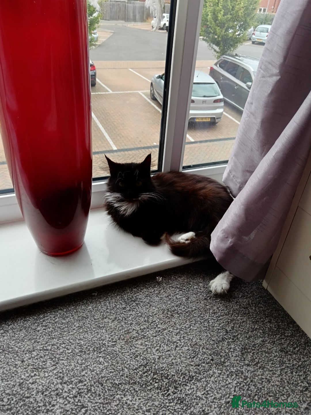 Domestic Shorthair cats for sale: Lola & Titch brother and sister  - Image 7