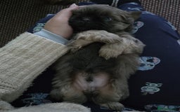 Shih Tzu dogs for sale: A girl and a boy - Image 11