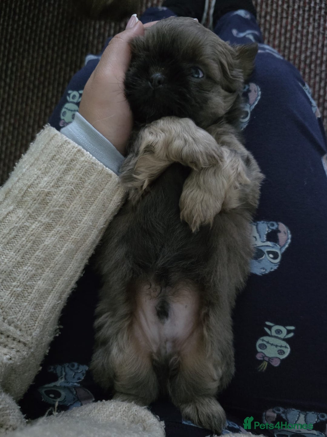 Shih Tzu dogs for sale: A girl and a boy - Image 11